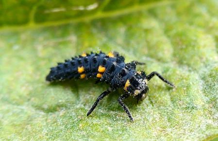 Posada en una hoja, se puede observar sus colores amarillo y negro.