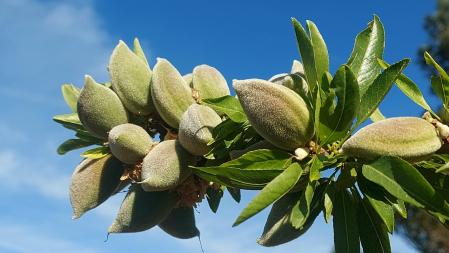 Almendros en Rellinars.