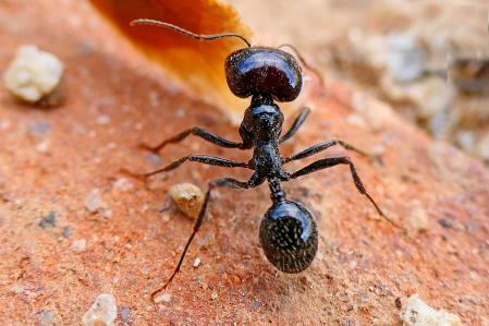 Ejemplar de hormiga transportando una hoja hacia su nido.