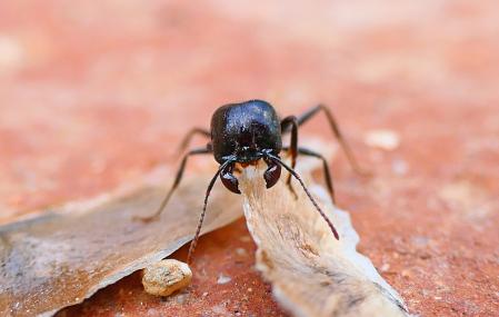 Detalle de las pinzas de la boca de la hormiga Messor Capitatus, que usa para transportar su alimento.