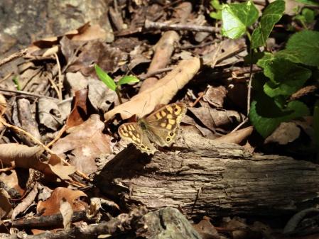 Camino de Planoles a Planès.