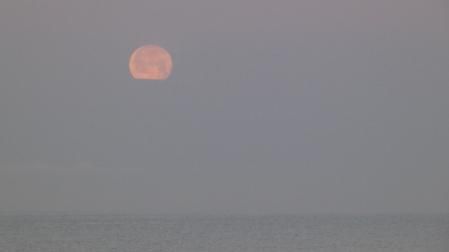 La luna llena de las flores en la niebla costera, en Gavà.