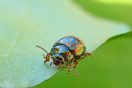 Ejemplar de escarabajo del romero luciendo su peculiar aspecto metalizado.