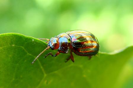 Escarabajo del romero avistado en los jardines del monasterio de Pedralbes, en Barcelona.