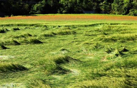 El viento agita la cebada en el Lluçanès.