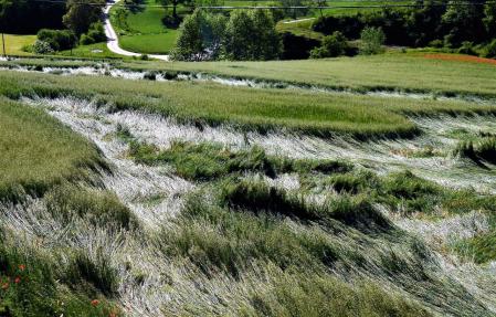 El viento agita la cebada en el Lluçanès.