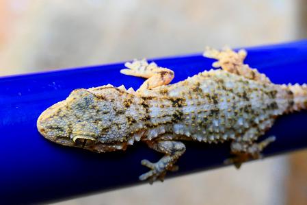 Salamanquesa común aparece en los climas cálidos o tropicales.
