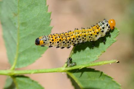 Ejemplar de oruga de la avispa del rosal avistado en los jardines del monasterio de Pedralbes, en Barcelona.