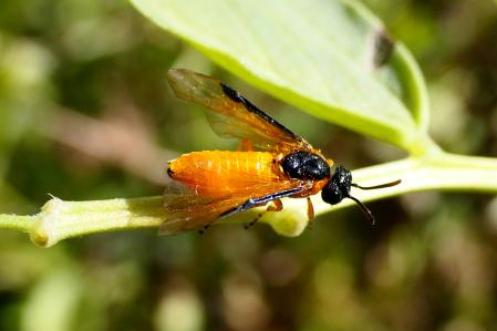 Individuo de avispa del rosal posado sobre una planta del jardín del monasterio de Pedralbes de Barcelona.