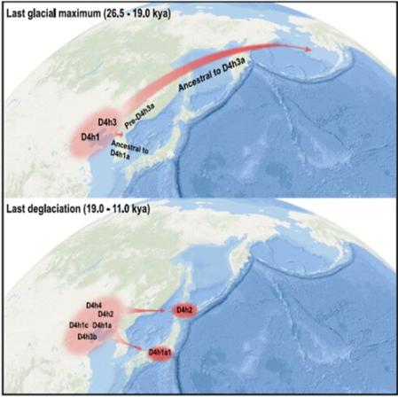 Rutas de migración de la edad de hielo desde la costa norte de China hasta las Américas y Japón