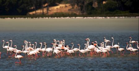 Flamencos en el Parque Nacional de Doñana