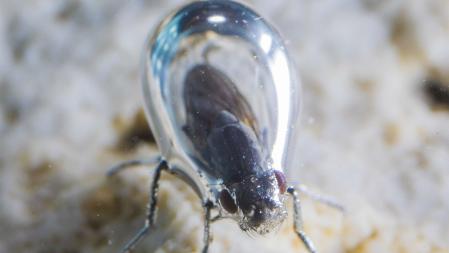 Mosca alcalina bajo el agua, con una burbuja de aire adherida a su cuerpo   .