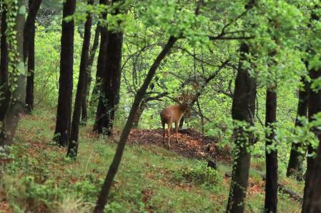Corzo en el bosque verde de Muntanyola.