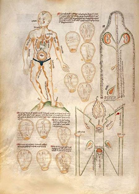 Órganos reproductores representados en una miscelánea alemana, c. 1420. Wellcome Collection, MS 49, f. 37v.