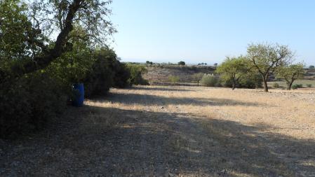 Reto visual: ¿Dónde están los dos conejos?