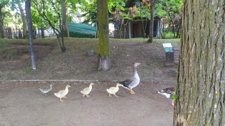 Época de cría de las aves acuáticas en primavera en el lago de Puigcerdà.