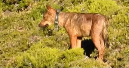 Lobo con collar de localización por GPS  .