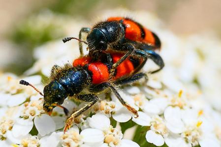 De color negro con brillo violeta y franjas rojas o naranjas.