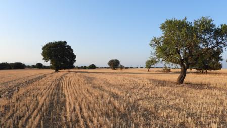 Reto visual: ¿Eres capaz de encontrar a los buitres en menos de 30 segundos?
