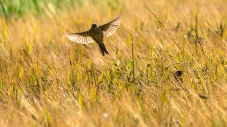 Gorriones alimentándose en un campo de trigo en los alrededores de Manlleu.