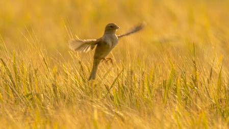 Gorriones alimentándose en un campo de trigo en los alrededores de Manlleu.