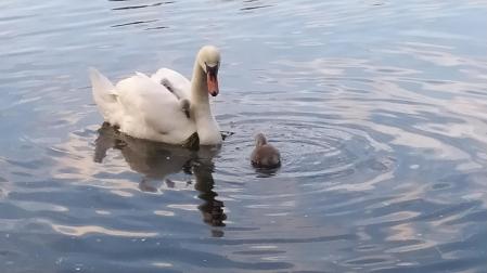 Mamá cisne transporta a sus polluelos en el lago de Puigcerdà.