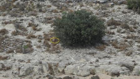 Solución al Reto visual del milano real.