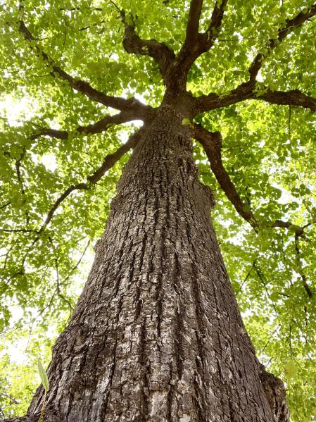 Parque de Cervantes.