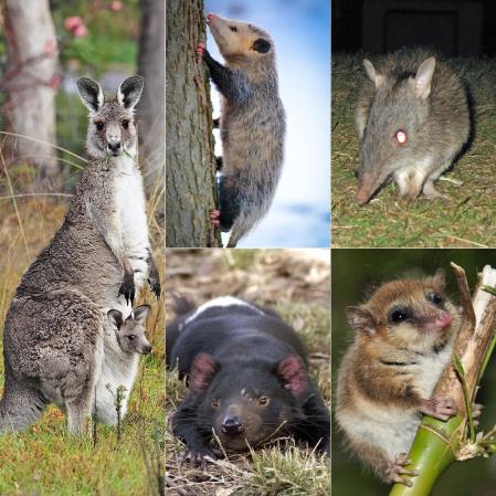 Se conocen unas doscientas setenta especies actuales de marsupiales, unas setenta en América y aproximadamente doscientas en Australia  .