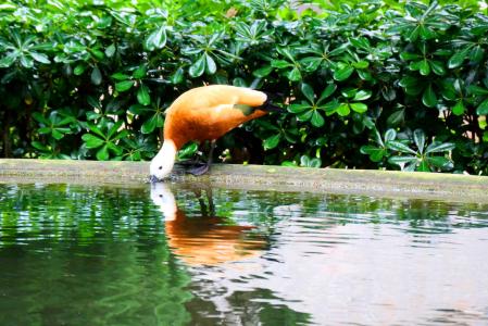 Pato naranja en el claustro del monasterio de Pedralbes.