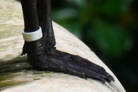 Pato naranja en el claustro del monasterio de Pedralbes.