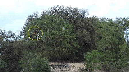 Solución al Reto visual del milano real.