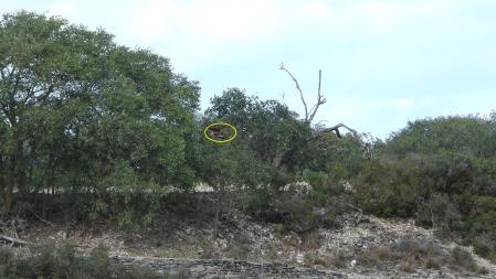 Solución al Reto visual del milano real.