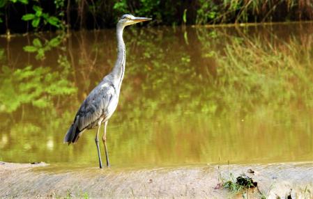 Garza real a orillas del Fluvià.