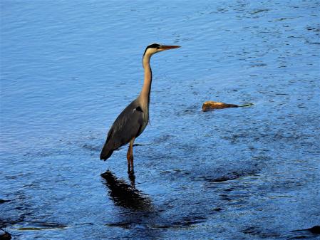 Detalle de una garza en el Ter.