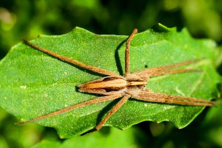Individuo de la especie de araña Pisaura mirabilis.