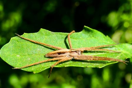 Ejemplar de araña ladrona posada sobre una planta de los jardines del monasterio de Pedralbes.