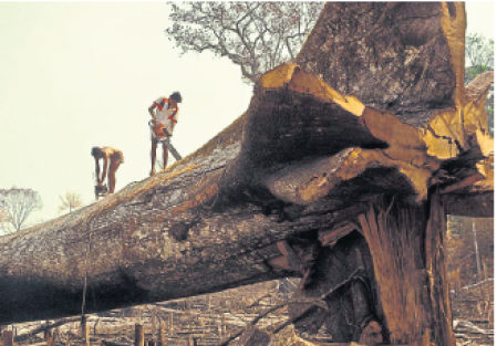 Incentivos. La estrategia contra la deforestación de LEAF ofrece incentivos económicos y sociales para la protección de los bosques financiados con créditos de carbono.