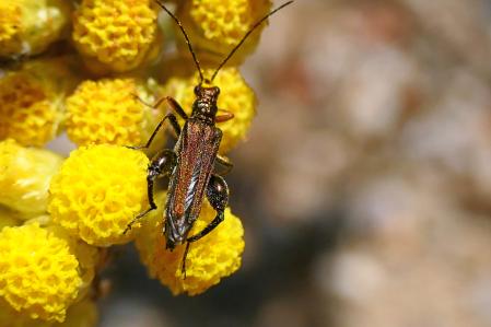 Un ejemplar de escarabajo metálico de fémur grueso, luciendo sus vivos colores.