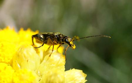 Un escarabajo metálico de fémur grueso posado sobre una flor amarilla.