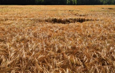 Campo de cebada en el Pla de l'Estany.