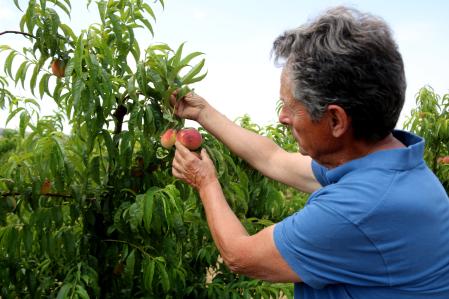 El campesino Josep Ràfols muestra un árbol de melocotón de Ordal.