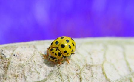 La mariquita de 22 puntos.