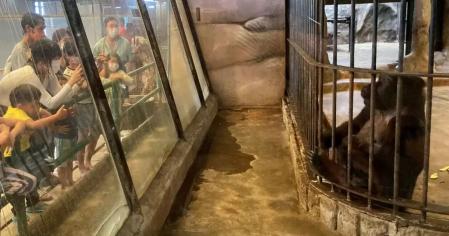 La gorila Bua Noi es una atracción para centenares de visitantes del centro Pata  .