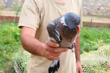 Paloma torcaz liberada.