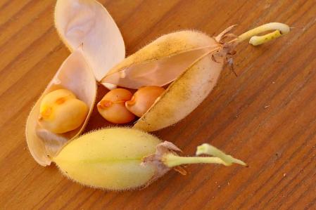 Garbanzos del huerto del monasterio de Pedralbes.