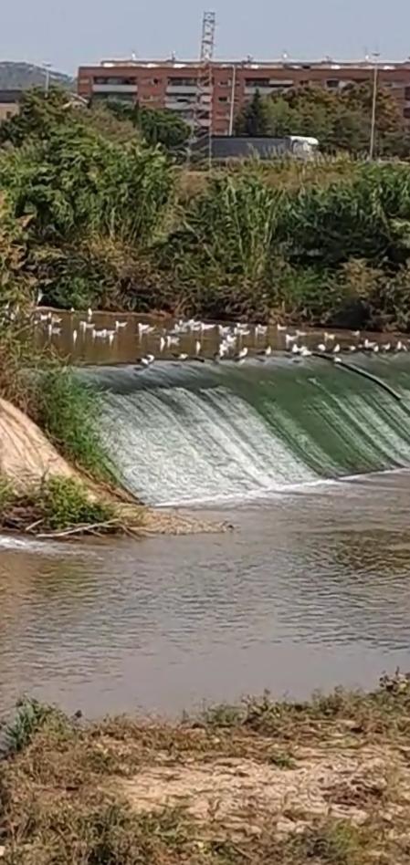 El Llobregat a su paso por Sant Feliu.
