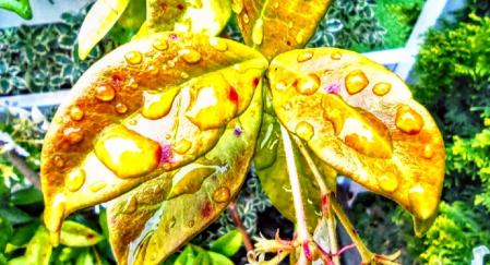 Después de la lluvia en Berga.