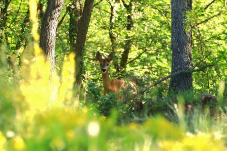 Corzo en Muntanyola.