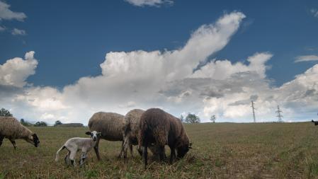 Rebaño pastando en Manlleu.